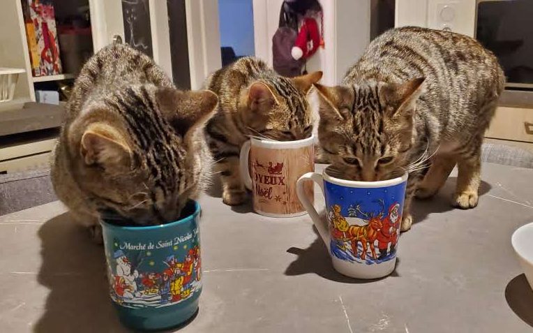 4. Portraits de chats
