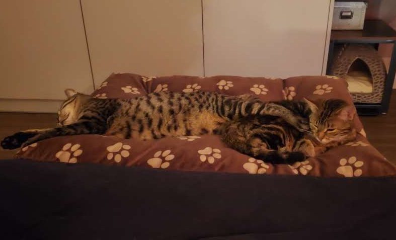 5. Le crime du coussin