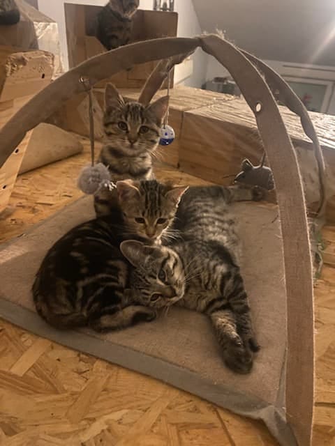 1. 2. 3. Mousquechats