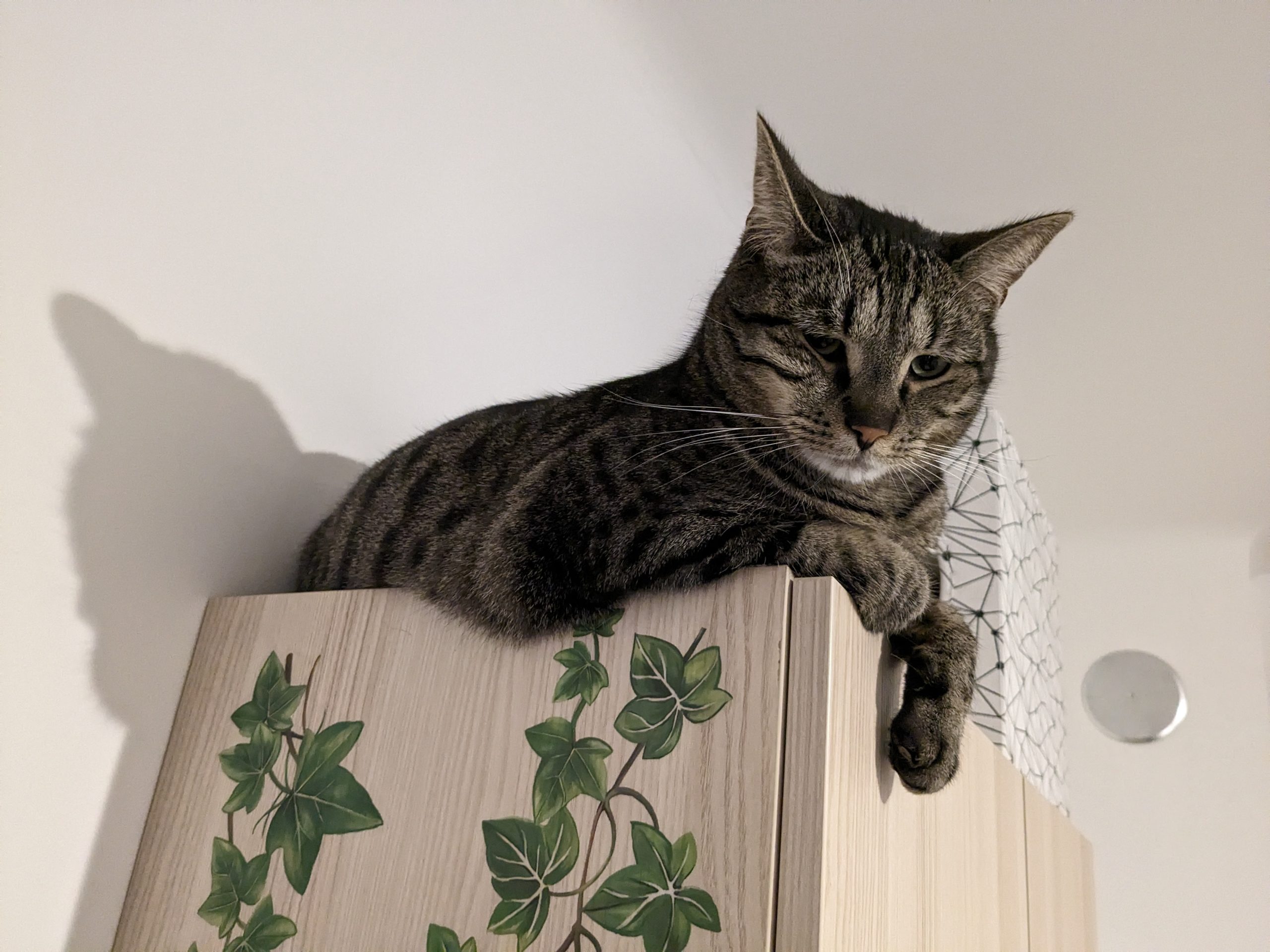 7. La jungle et la louche sauvage