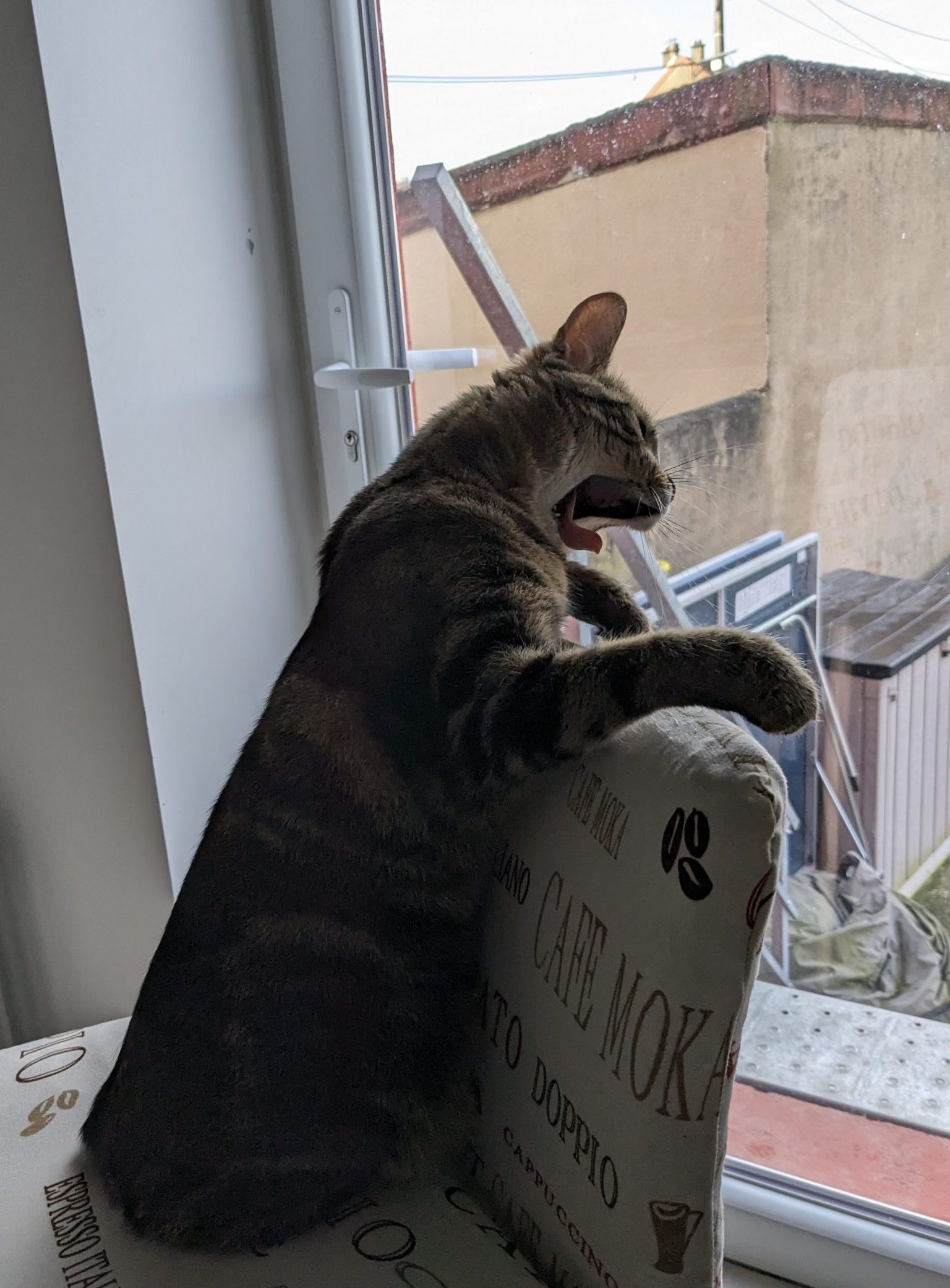 13. Rencontre avec les chats des voisins et autres bêtes