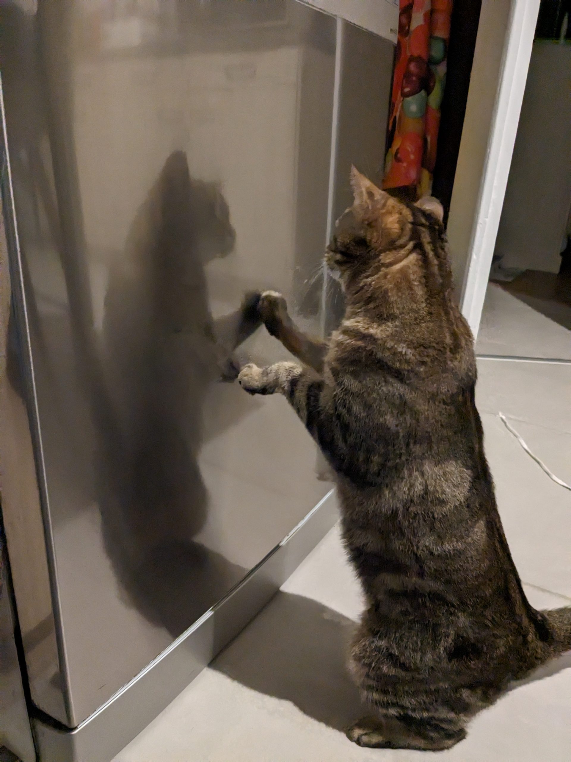 15. Le chat du lave-vaisselle
